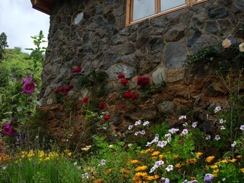 Blumen beim Haus.jpg