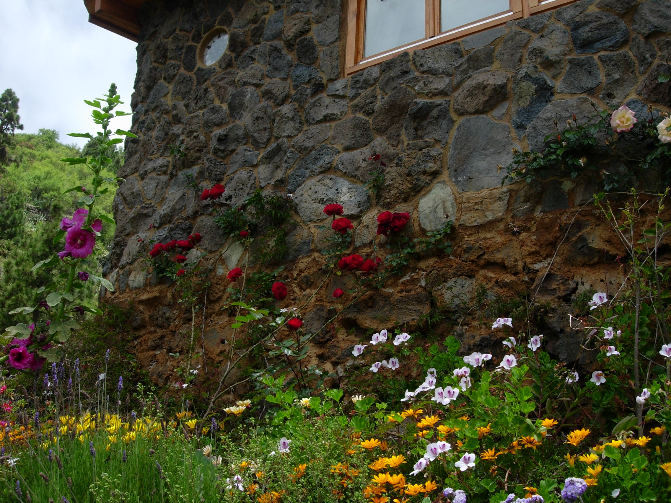 Blumen beim Haus.jpg