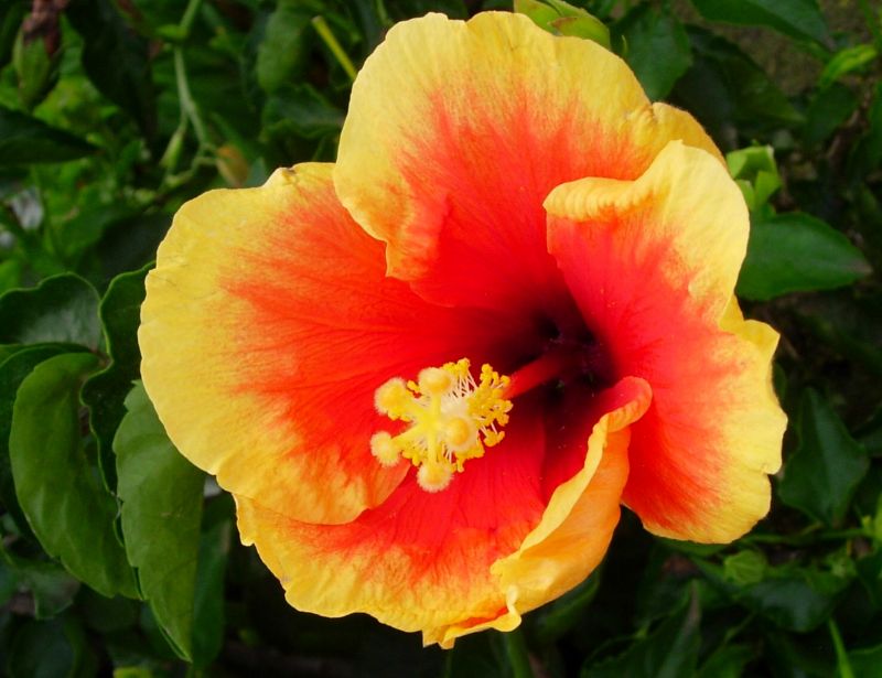 Hibiskus.jpg