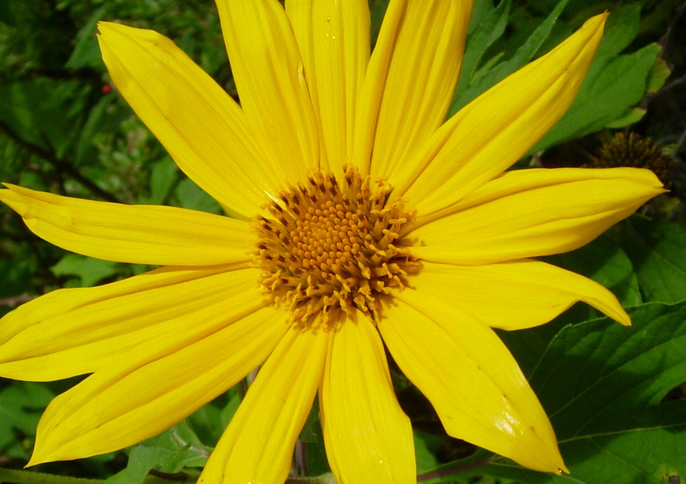 Mexikanische Sonnenblume.JPG